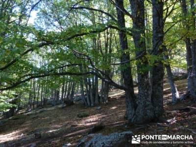 El Castañar de El Tiemblo , Un bosque mágico;club montañismo madrid;licencia montaña 2015